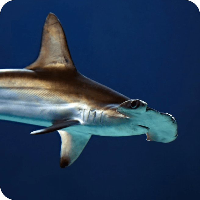 Um close de um tubarão nadando no oceano