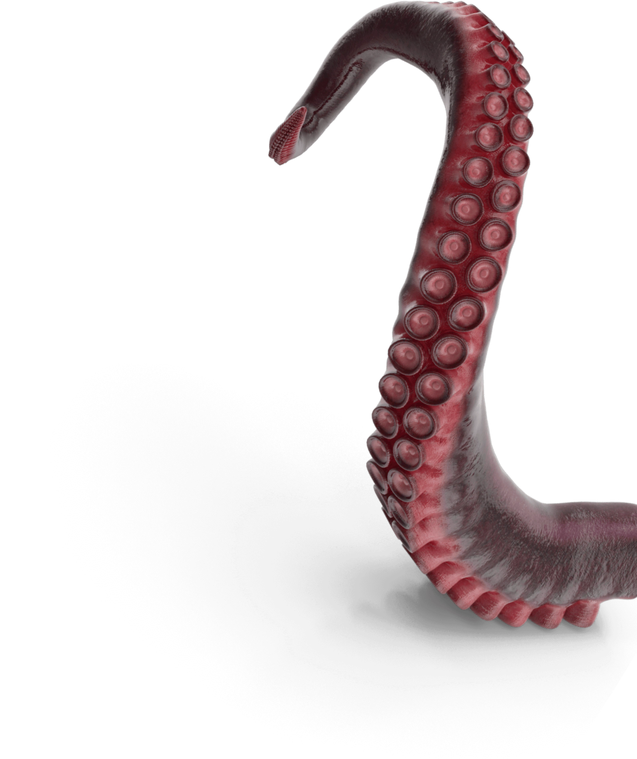 Um tentáculo de um polvo vermelho