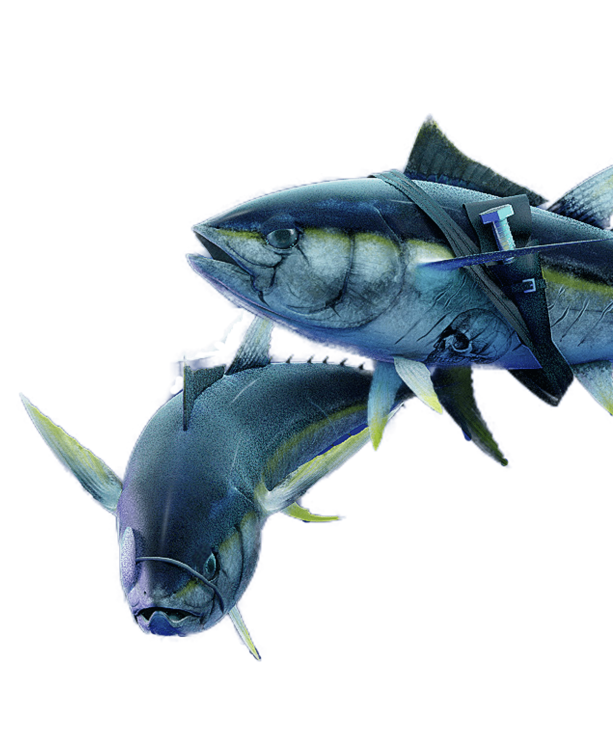 Uma imagem gerada por computador de dois peixes verdes e azuis