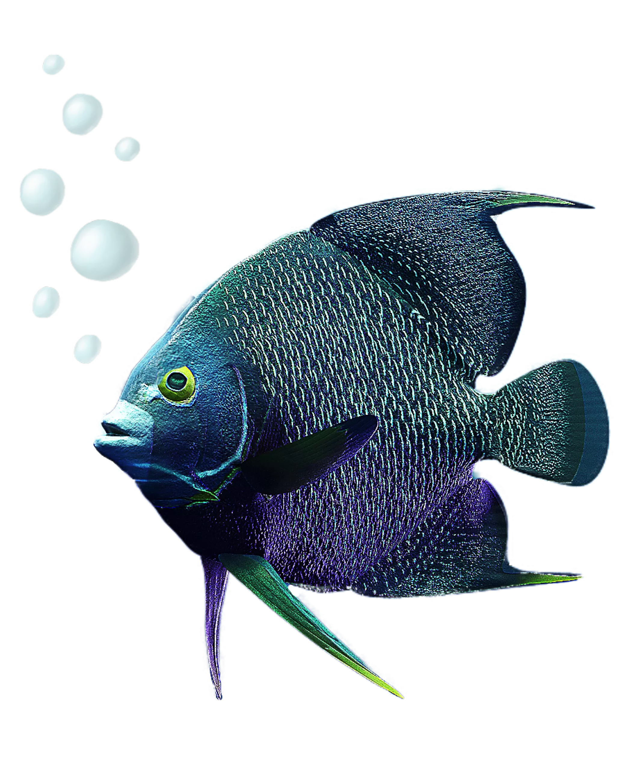 Um peixe azul com bolhas flutuando no ar