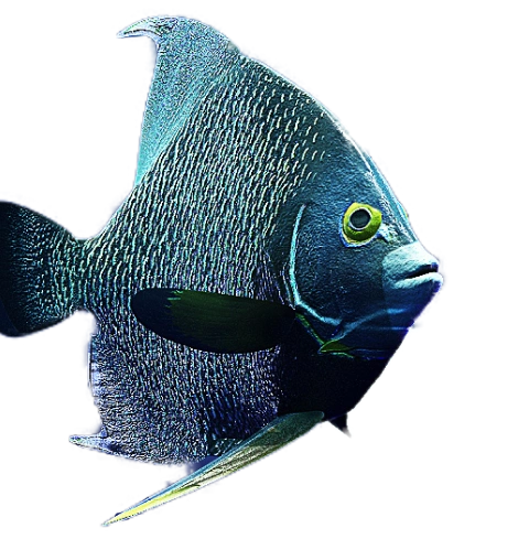 Um peixe azul e preto com olhos amarelos
