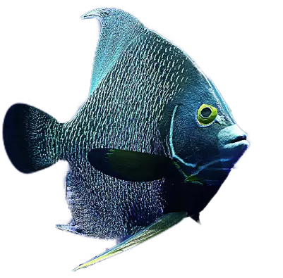 Imagem gerada por computador de um peixe azul esverdeado em um fundo branco