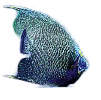 Um peixe azul com fundo branco