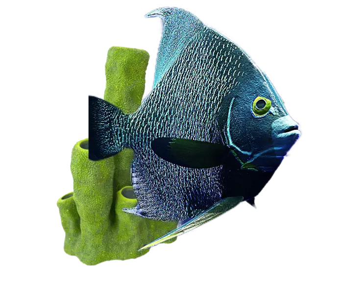Um peixe azul e preto com algas verdes ao seu redor