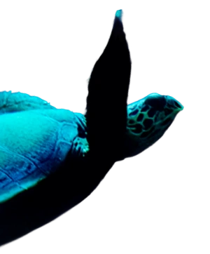https://prio3.com.br/wp-content/uploads/2025/04/tartatura.webp
